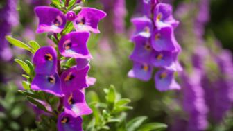 Entdecken Sie die Schönheit der Angelonia: Tipps zum Pflanzen und Pflegen für Ihren Garten