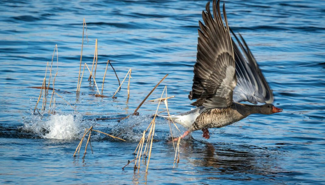 Geflügelpest bestätigt: Schutz und Überwachungszonen reichen bis in Teile Potsdams