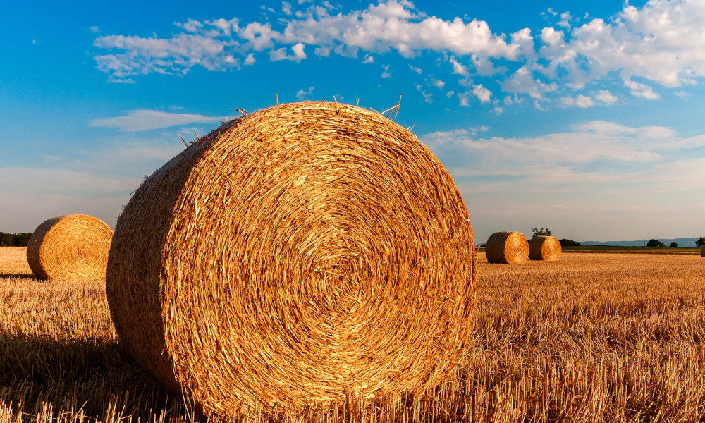 Landwirtschaft in Brandenburg: Wie sich die Branche verändert