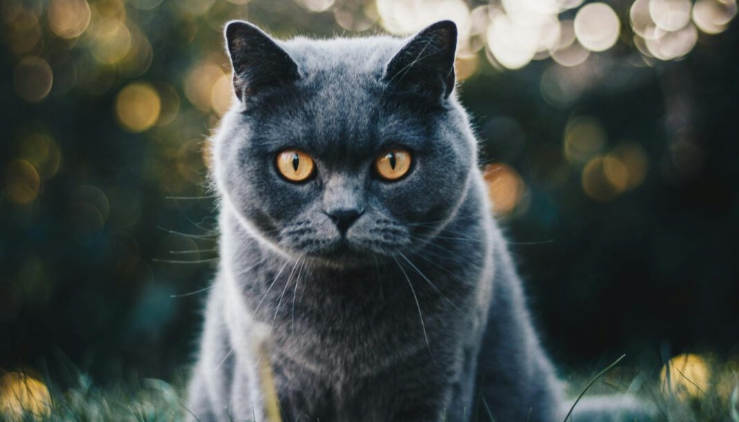 Schwer verletzter Kater in Klein Kreutz gefunden Veterinäramt sucht Hinweise