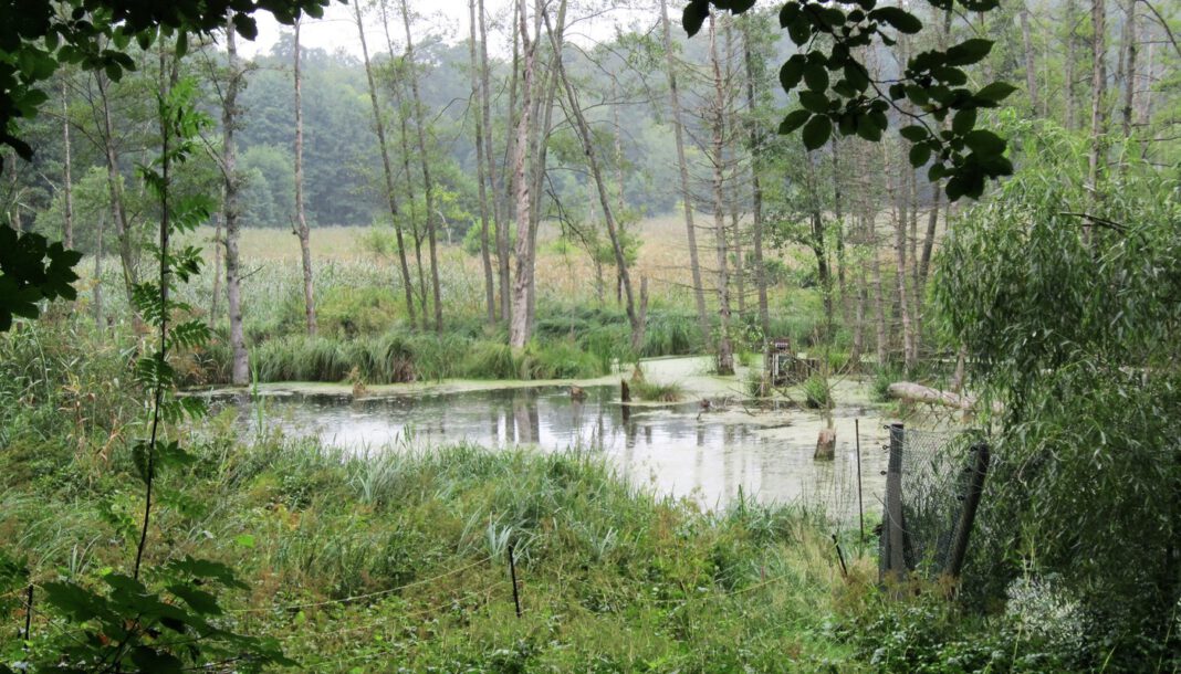 Tierpark Kunsterspring lädt am 7. Juni zum Kinderfest mit Tierparade und Bühnenprogramm
