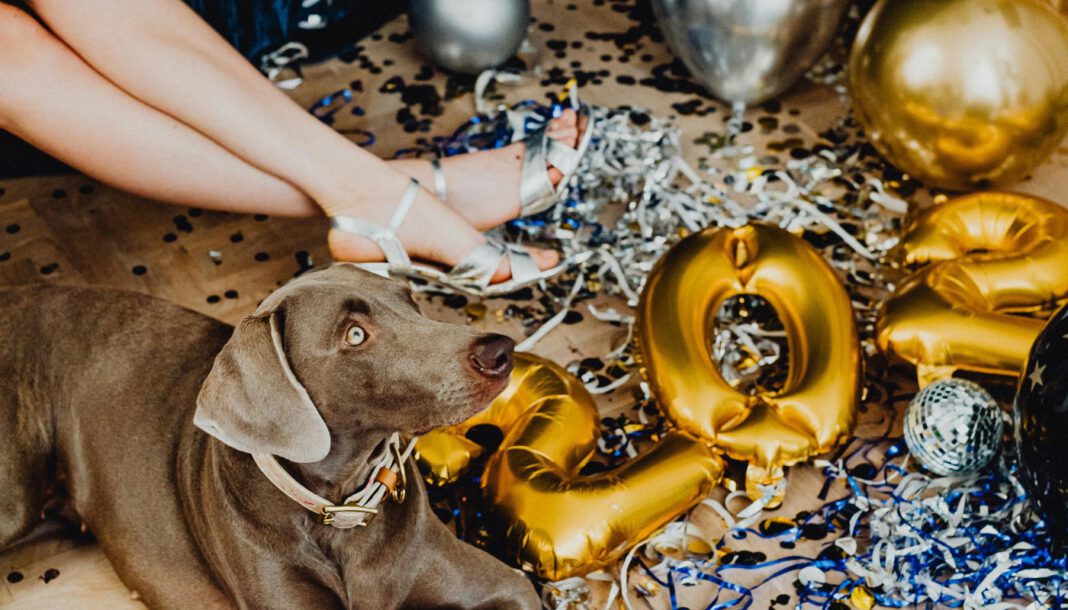 Veterinäramt warnt vor Silvesterstress bei Haustieren: Kennzeichnung und Medikamente rechtzeitig sichern