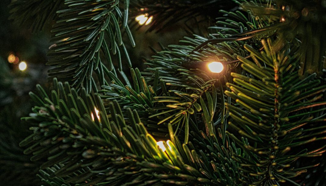 Weihnachtsbaumaktion in Brandenburg an der Havel vereint 35 Einrichtungen und 25 Paten