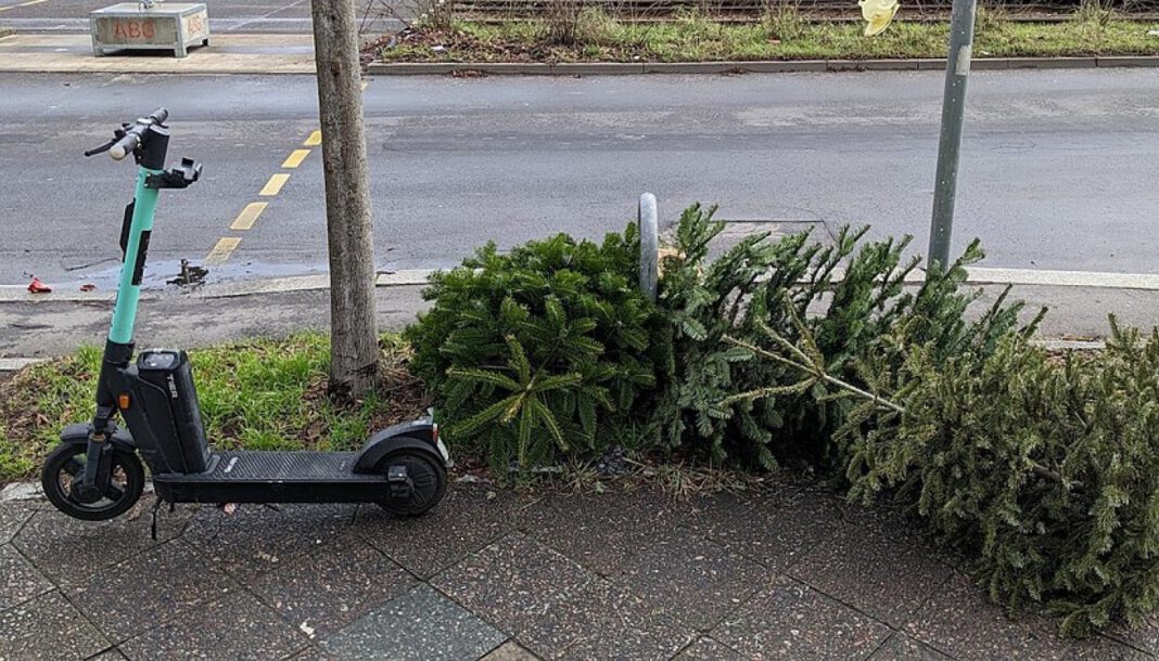 Weihnachtsbaumentsorgung in Brandenburg: Abholung vom 12. bis 23. Januar 2026 und kostenlose Anlieferung möglich