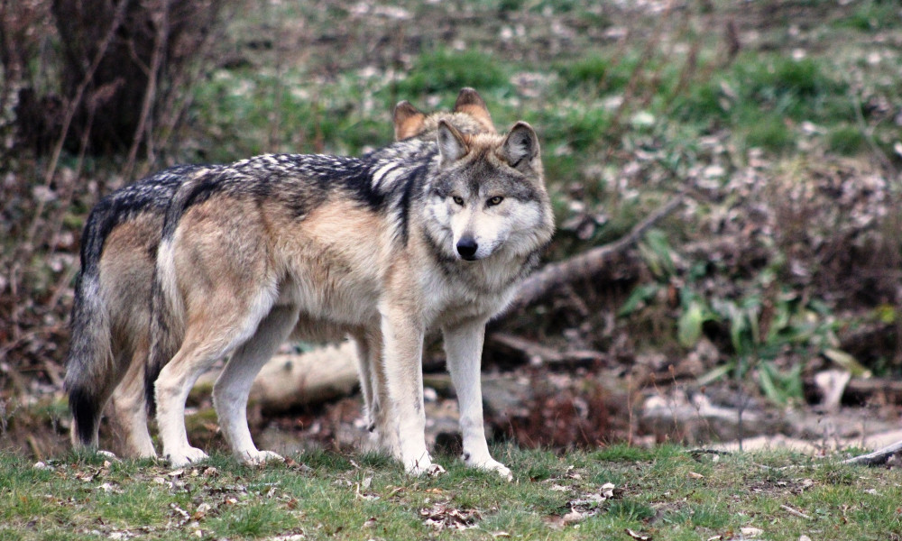 Wie sich die Tierwelt Brandenburgs über die Jahre verändert hat